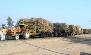 A view of tractor trolleys loaded with sugarcane parked on the road to deliver the sugarcane to the factory.