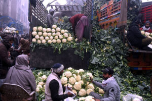 A cauliflower seller attracts customers by prominently displaying fresh cabbage on a truck at a Vegetable Market.
