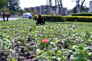 PHA worker dig to plant saplings along Jail Road’s greenbelt, enhancing the city’s beauty and ensuring a greener tomorrow.