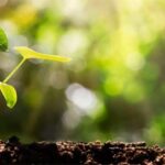 Monsoon plantation drive inaugurated in Tank