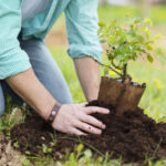 DC launches tree plantation campaign, distributes saplings among students