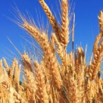 Wheat sown over 3 mln acres as Punjab targets 16.5 million in 2025-26