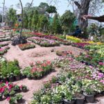 A vendor display and sells Colorful flower plants on the roadside nursery to attract costumers near Chak Shahzad in the Federal Capital