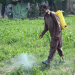Farmer spraying pesticide in his field