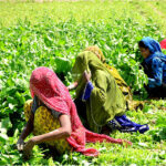 Farmer women busy in cutting the spinach crop in their field
