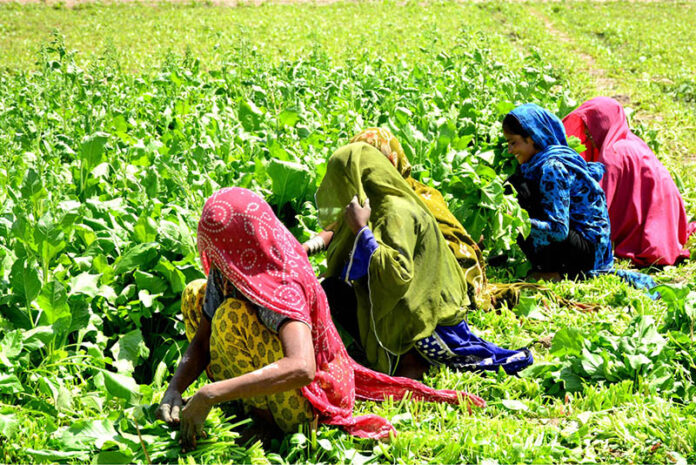 Farmer women busy in cutting the spinach crop in their field
