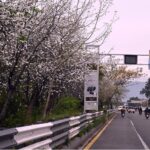 A beautiful view of flowers blooming on trees along expressway marking the arrival of the spring season in the Federal Capital