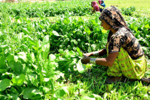 Farmer women busy in cutting the spinach crop in their field