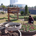 CDA worker busy in sapling plants at serena chowk roadside greenbelt in the Federal Capital