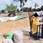 A farmer is weighing the wheat and filling the bags to transport to the market