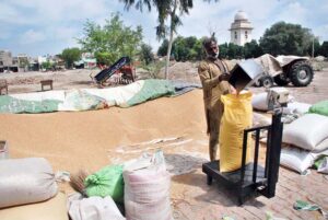 A farmer is weighing the wheat and filling the bags to transport to the market