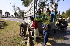 CDA worker busy in sapling plants at serena chowk roadside greenbelt in the Federal Capital