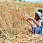 A farmer family busy harvesting wheat crop in their field