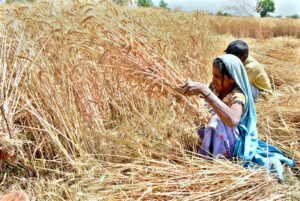 A farmer family busy harvesting wheat crop in their field