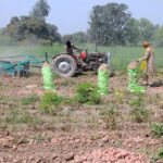 Farmers are busy packing potatoes after collecting from their farm field