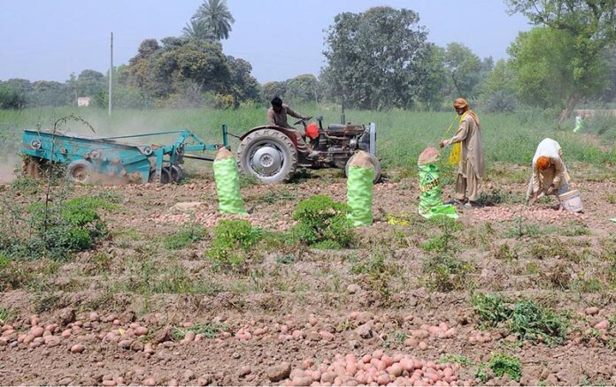 Farmers are busy packing potatoes after collecting from their farm field