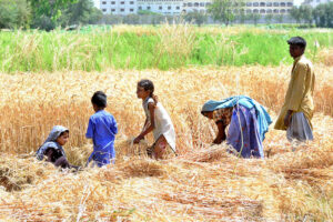 A farmer family busy harvesting wheat crop in their field