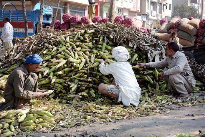 Workers are sorting good quality corn stalks to sell at the vegetable and fruit market
