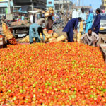 Laborers diligently store and pack fresh tomatoes at Subzi Mandi to meet market demand during the holy month of Ramadan