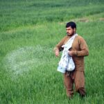 A farmer spreading fertilizer in a field