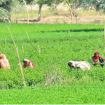 Farmer women are busy in plucking vegetables from their farm fields