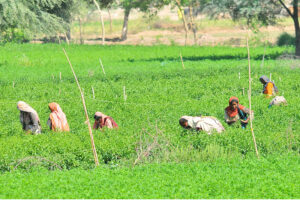 Farmer women are busy in plucking vegetables from their farm fields