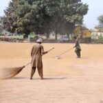 Labourers are spreading rice in the field for drying purposes