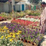 Gardener waters blooming plants on the side of the road