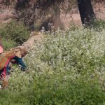 Farmer women are busy collecting vegetable (Moongre) in the field