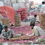 Labourers are busy sorting good quality onions in the vegetable market of the provincial capital as increase in the consumption of onions in various dishes during holy fasting month of Ramadan