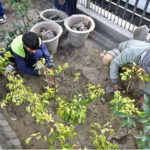Monsoon orchard plantation drive inaugurated in Upper South Waziristan