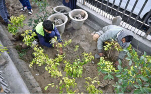 Gardeners actively plant saplings under PHA's supervision as part of the Spring Tree Plantation Campaign beneath the Data Darbar Metro Bridge.