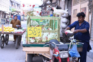 A man is selling chickens at low price on motorcycle at Chowk Noorian
