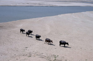 Buffaloes on the way back after bathing in River Indus at Hussenabad area.