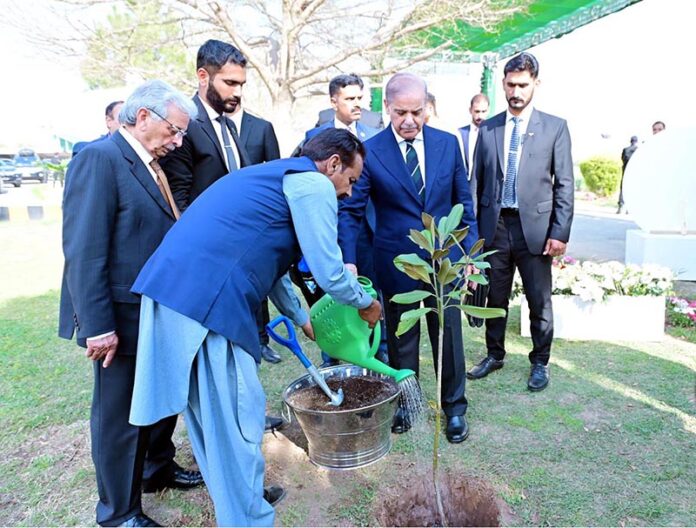 Prime Minister Muhammad Shehbaz Sharif plants a sapling at the Aeroponics Technology Complex for Potato Seed Production at the National Agricultural Research Centre