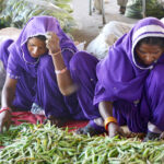 Women workers sorting good quality peas at Subzi Mandi in connection with International Women’s Day