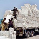 Over 0.59m cotton bales arrival recorded at ginneries till July 31
