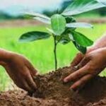 Cantonment Board launches tree plantation drive