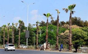 CDA workers busy planting saplings on the greenbelt along Srinagar Highway in the Federal Capital.
