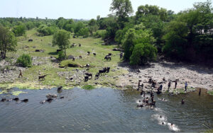 Youngsters swimming in a pond of water near Rawal Dam to cool themselves in hot weather in the Federal Capital