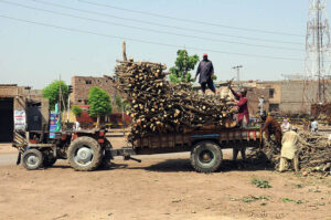 Labourers are busy loading wood on the tractor trolley at the timber market.