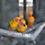 A view of “sun conure”, also known as the sun parakeet, is a medium-sized, vibrantly colored parrot at Multi Garden Zoo
