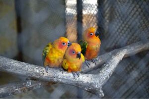A view of “sun conure”, also known as the sun parakeet, is a medium-sized, vibrantly colored parrot at Multi Garden Zoo