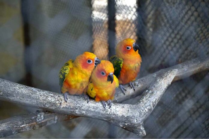 A view of “sun conure”, also known as the sun parakeet, is a medium-sized, vibrantly colored parrot at Multi Garden Zoo