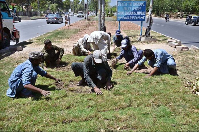 CDA-hired local gardeners lay fresh grass on a greenbelt to enhance the beauty of the federal capital