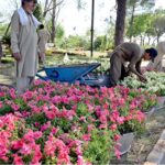 Workers are busy placing plants in pots along the roadside in the Federal Capital