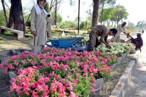 Workers are busy placing plants in pots along the roadside in the Federal Capital