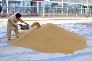 A vendor displays wheat to attract customers at his setup.