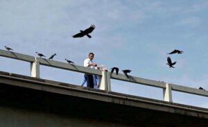 A person feeding meat for crows and as an act of mercy near Chak Shahzad Road in the Federal Capital.