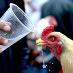 A person watering a rooster during hot weather in the city